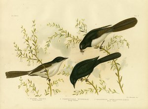 Restless Flycatcher, 1891